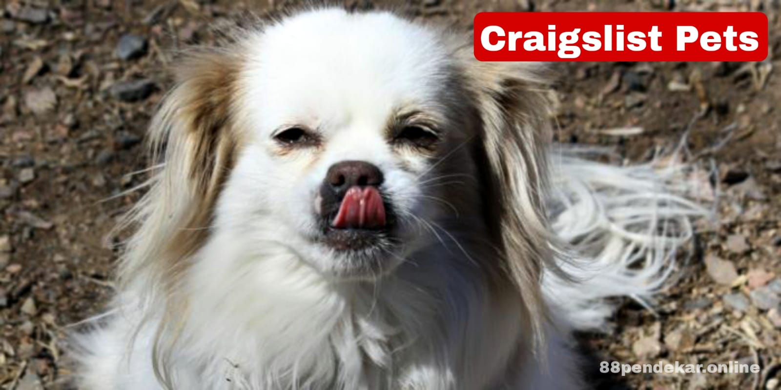 Craigslist Pets: Best Tips for Finding Your Furry Companion